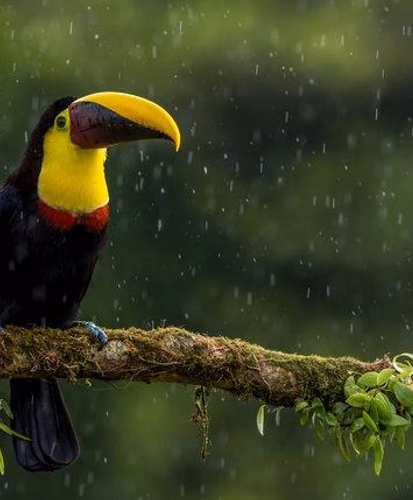 A parrot under the rain in Costa Rica