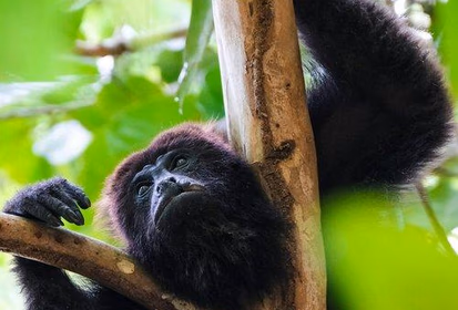 A close up shot of a monkey in a tree in Costa Rica